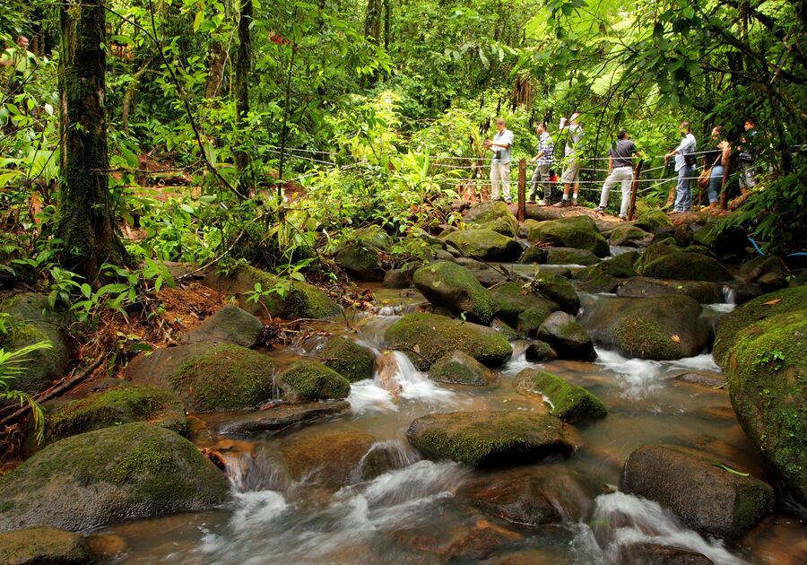 Green forest in Monteverde Costa Rica