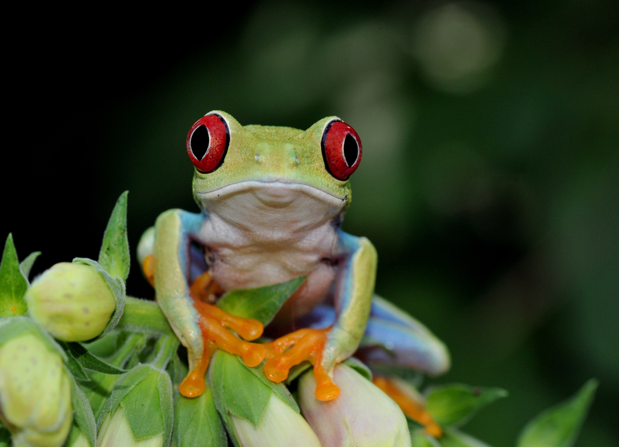 Frog in Brazil