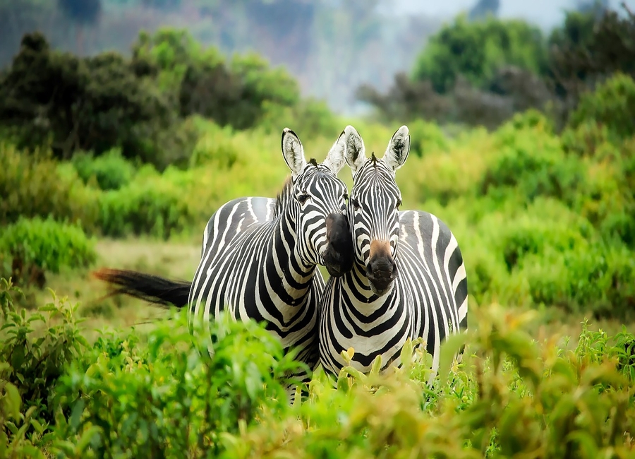 Zebras in Kenya