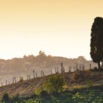 Private Tuscany and Piedmont With John Szabo