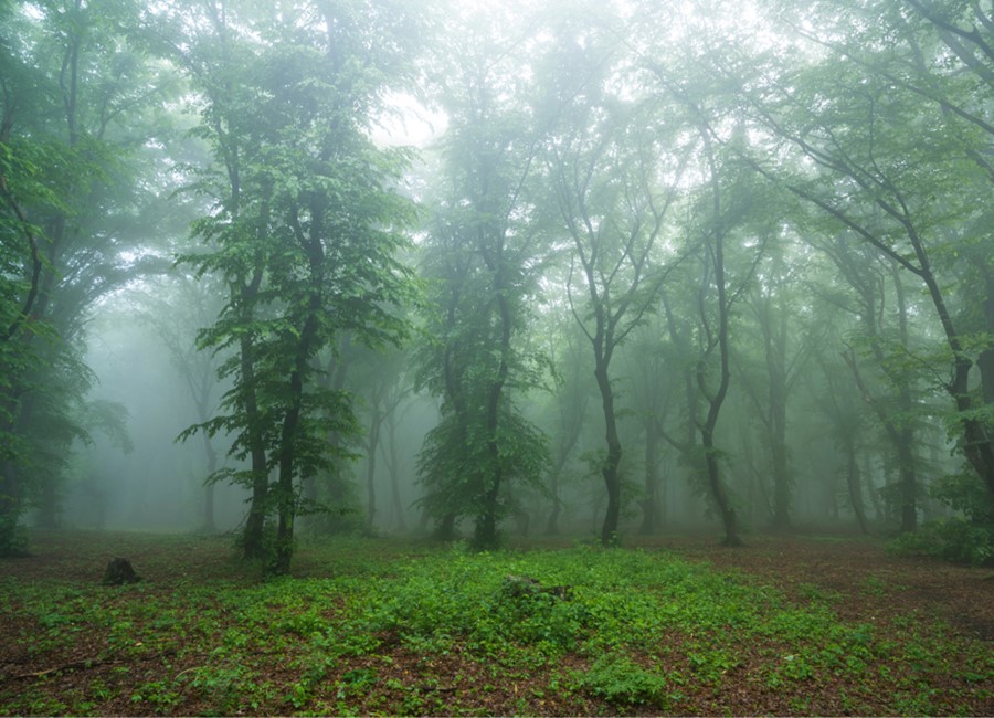 Hoia Baciu Forest in Romania