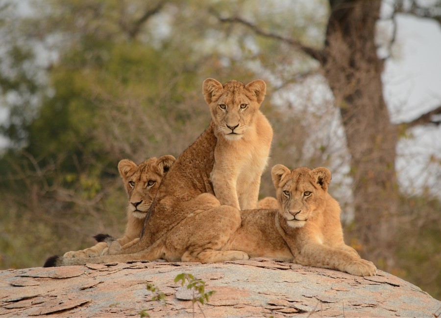 Lions in South Africa