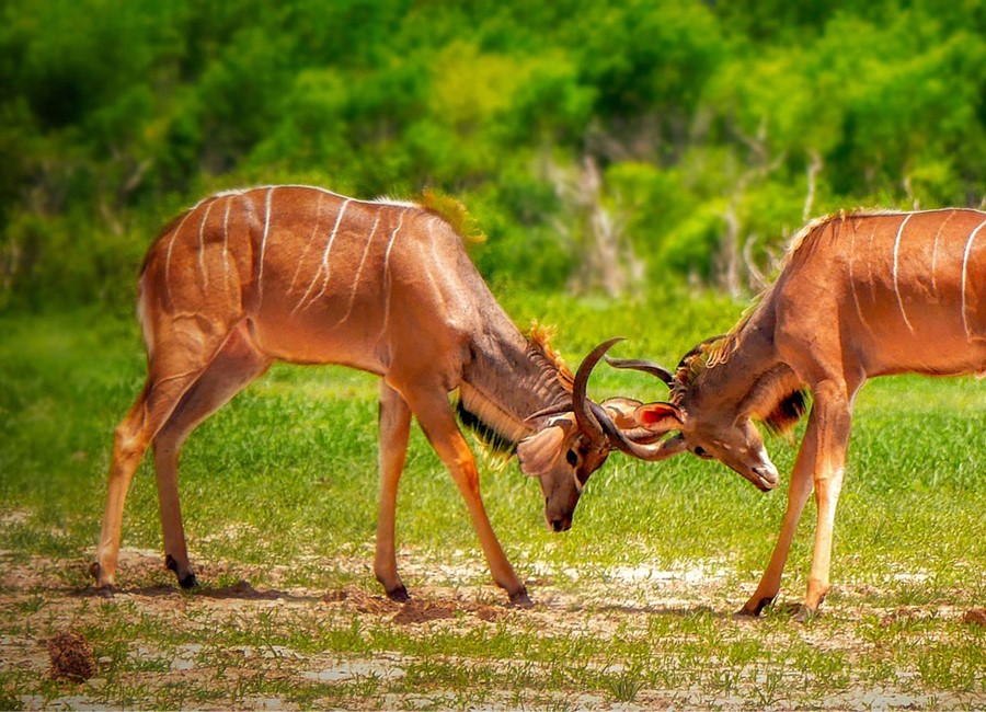 Antelopes Fighting in Zimbabwe