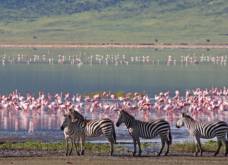 Zebras and Flamingos Near a River