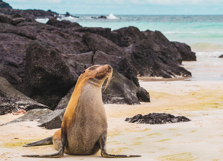 Galapagos Fur Seal, Galapagos Islands