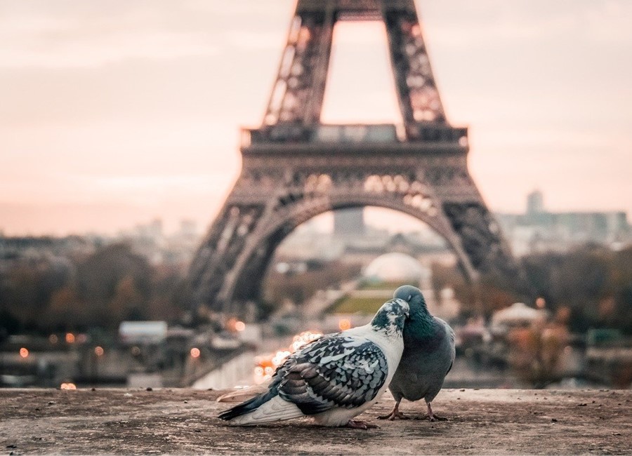Birds By the Eiffel Tower