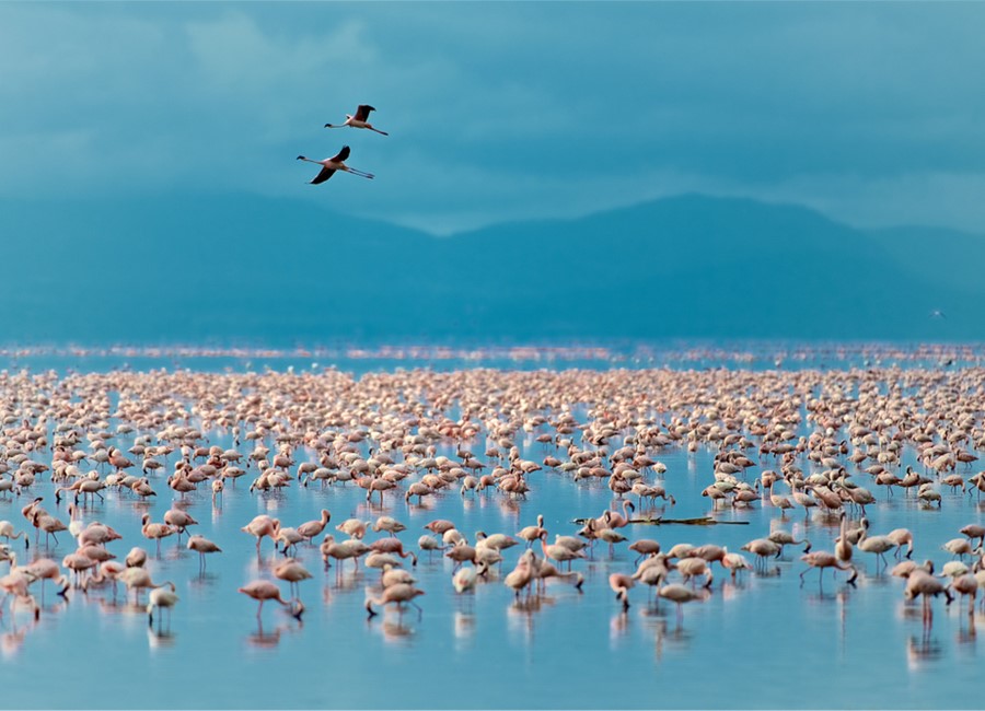 Lake Manyara, Tanzania, The Most Beautiful Lakes in The World